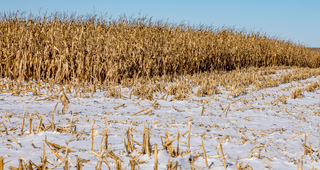 A dead field of brown maize with snow on the ground in the foreground