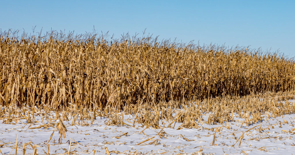 A dead field of brown maize with snow on the ground in the foreground