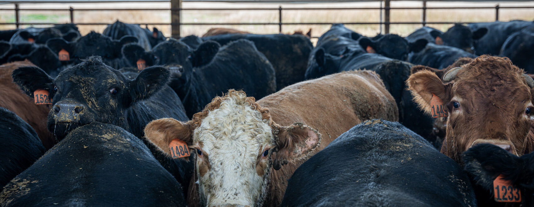 Photo of a cattle feed lot farm