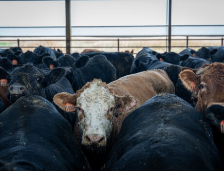 Photo of a cattle feed lot farm