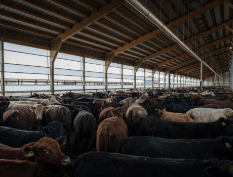 Photo of a cattle feed lot farm