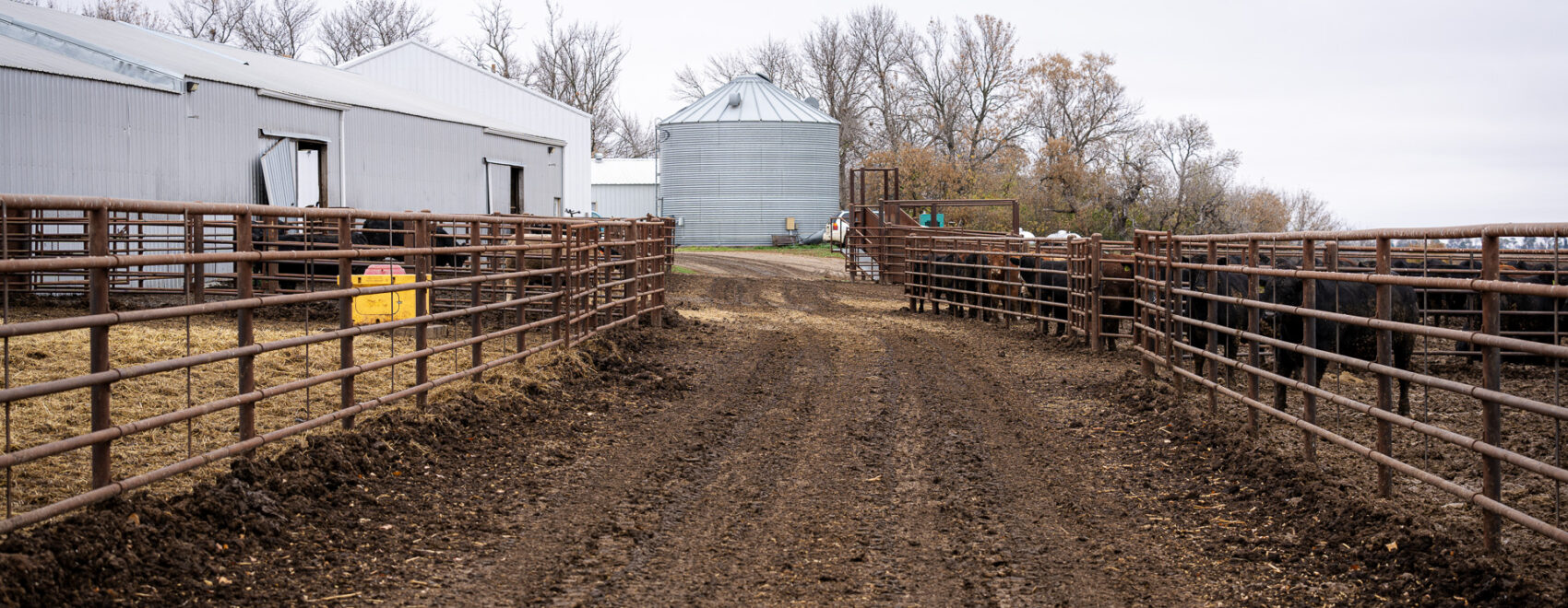 Photo of a cattle feed lot farm