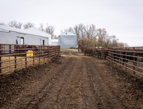 Photo of a cattle feed lot farm