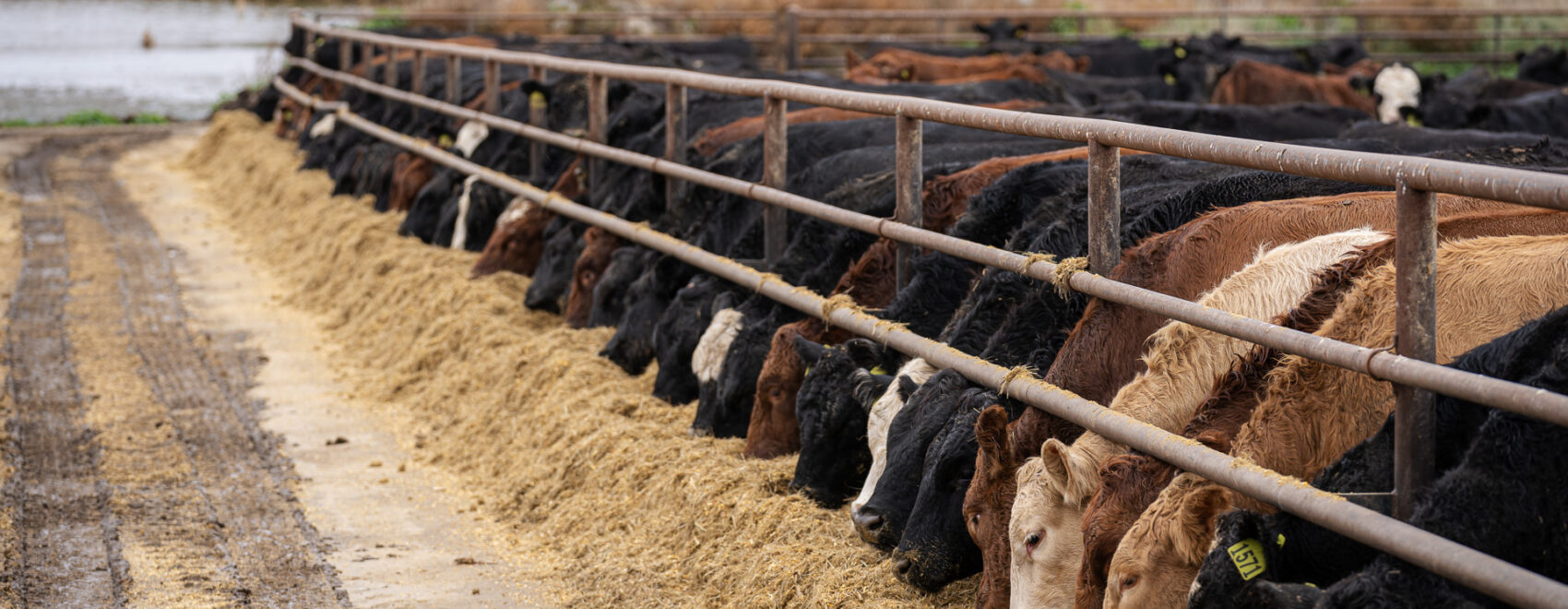 Photo of a cattle feed lot