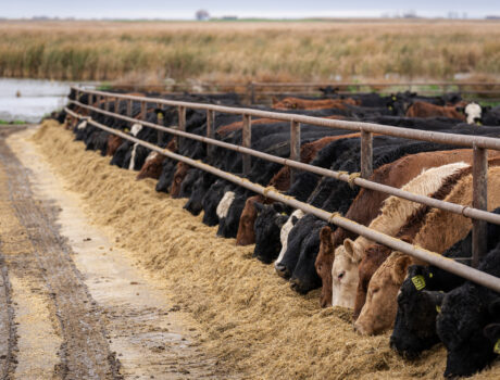 Photo of a cattle feed lot