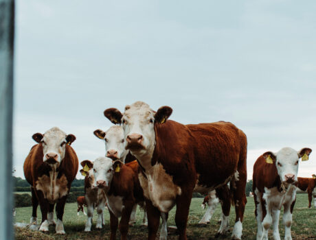 Photo of cattle