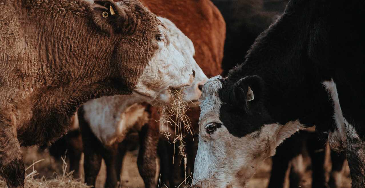 Photo of cattle