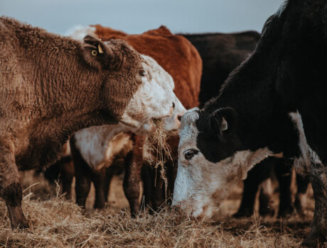 Photo of cattle
