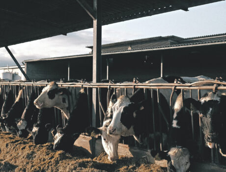 Photo of cattle