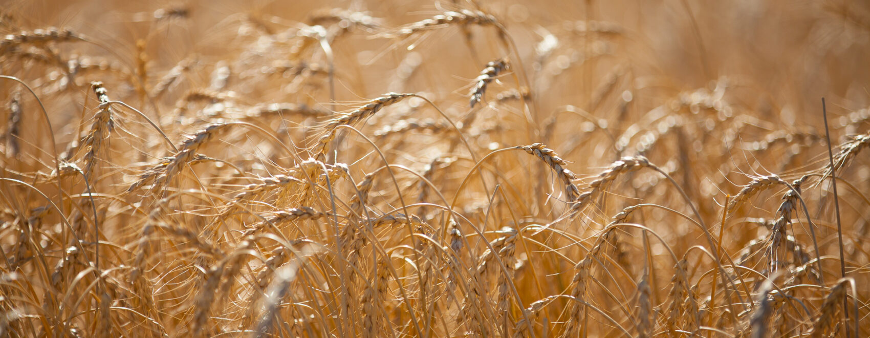 photo of a wheat field